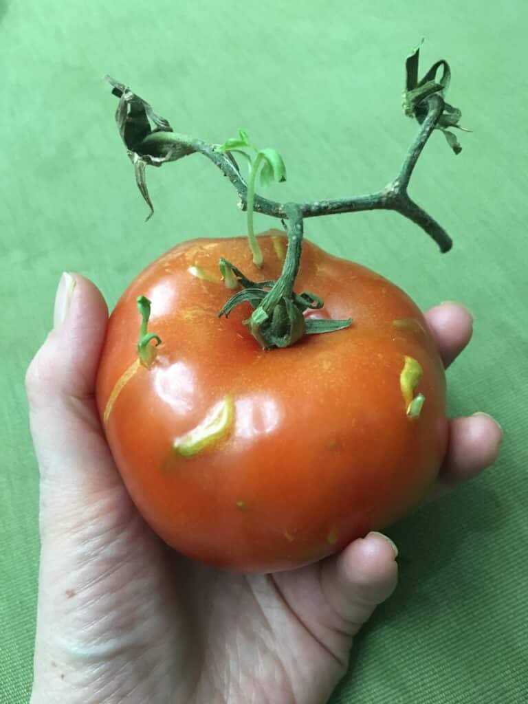 tomato with sprouts breaking through the skin