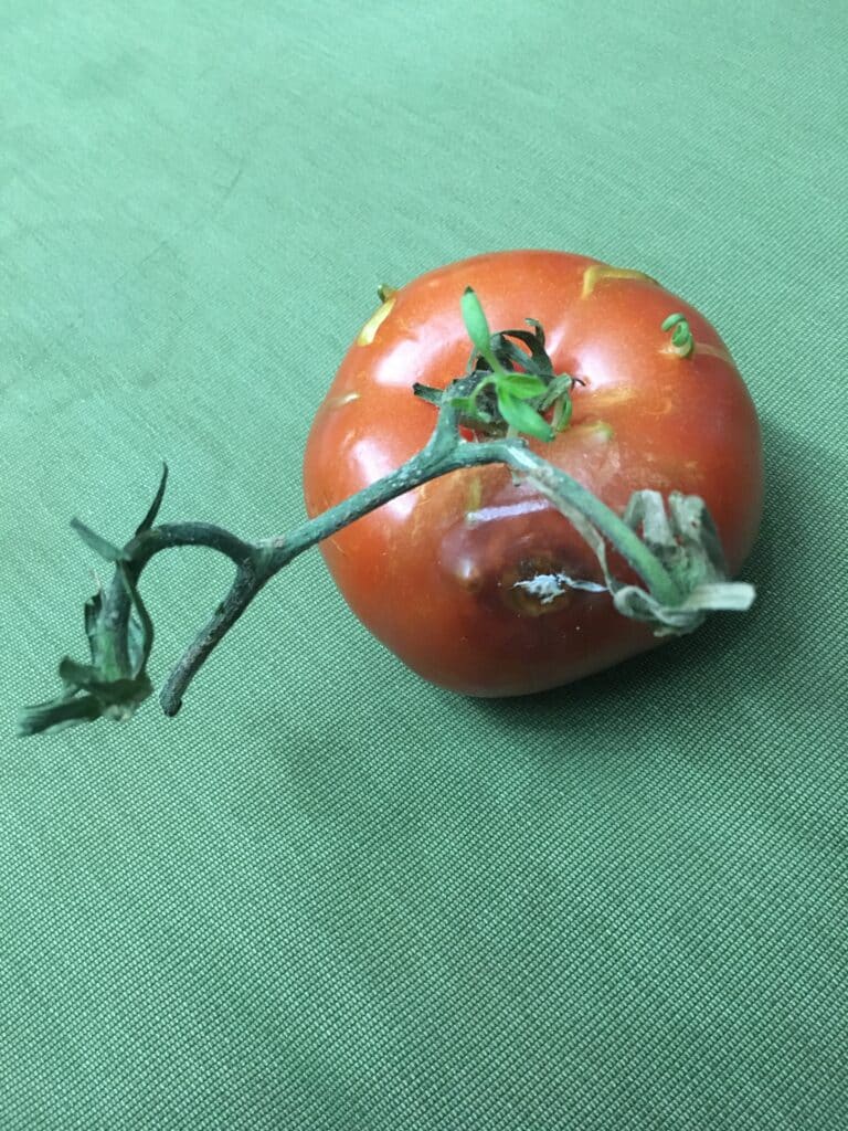 Tomato with sprouts that broke the skin but also mold