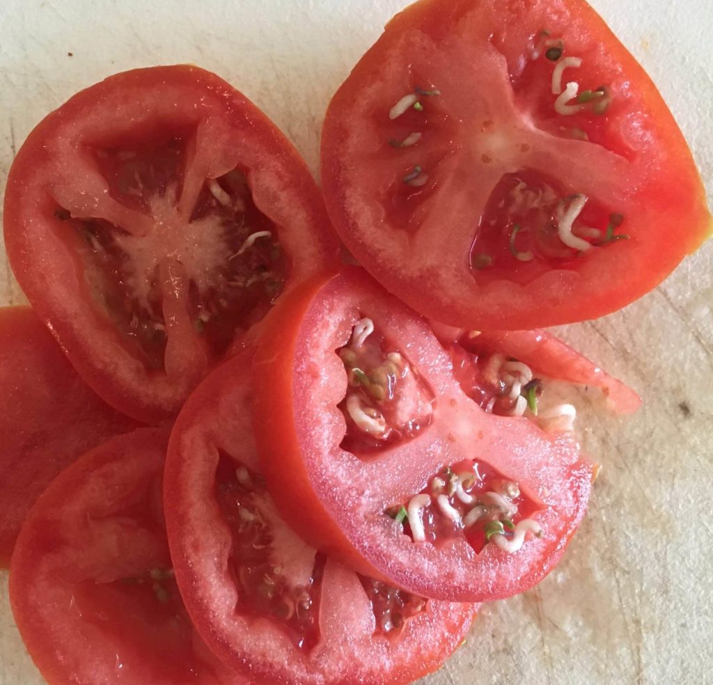 sprouted tomatoes