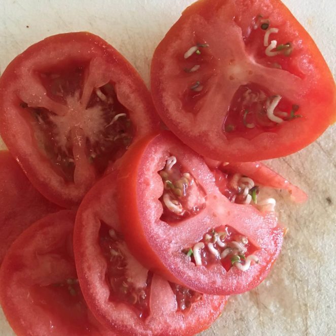 sprouted tomatoes