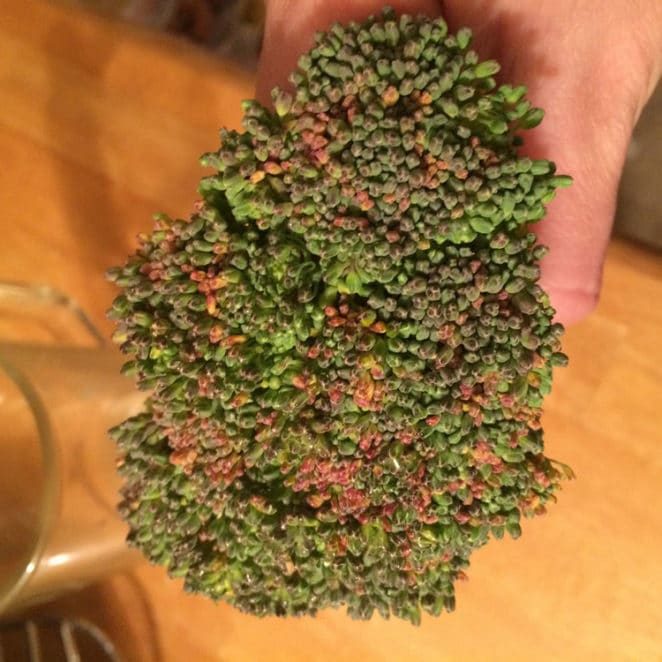 Broccoli with loose buds, about to flower