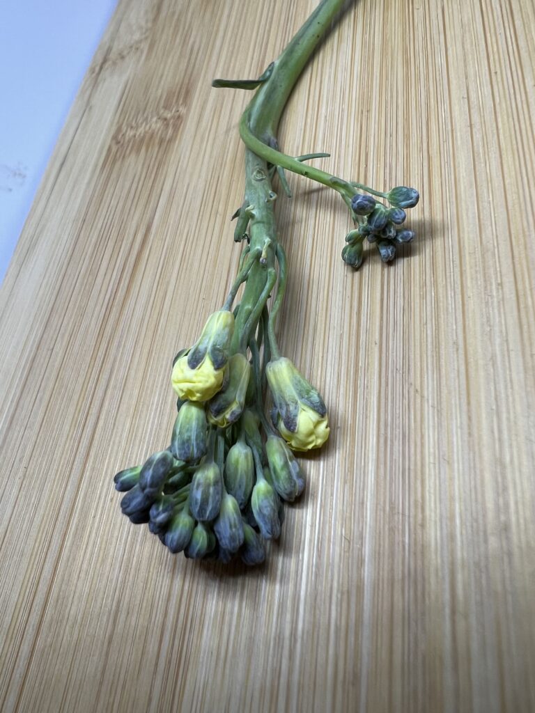 Blooming broccolini