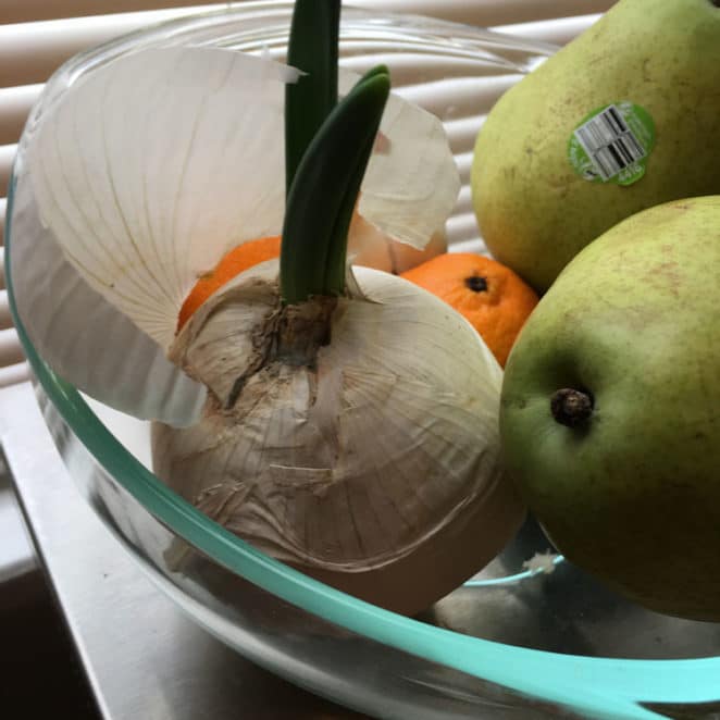 You can eat a sprouted onion like this