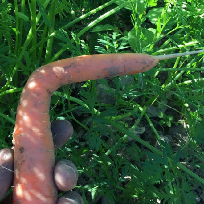 A carrot bent at a 90-degree angle is still safe to eat