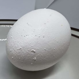 egg with bumps on its shell