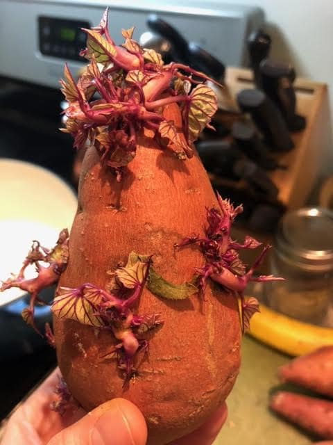 Leafy sprouted sweet potato