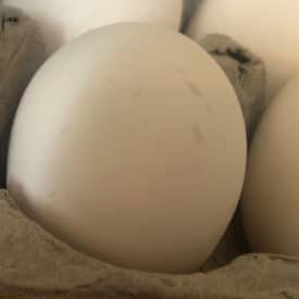 eggshell with mottling or gray smudges and spots