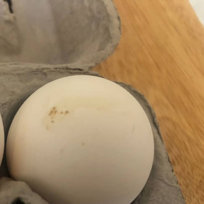 fecal matter on eggshell