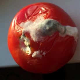 A moldy tomato