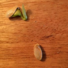 Sprouted squash seeds