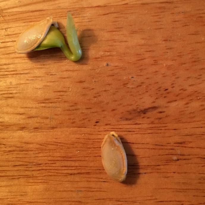 How to Germinate Squash Seeds