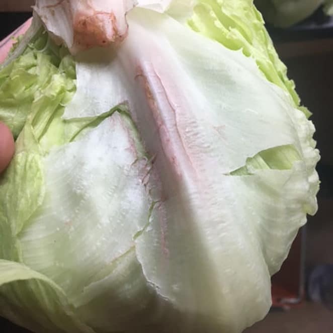 Brownish pink color on lettuce's edges and ribs