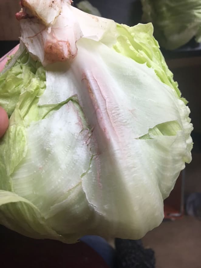 When lettuce turns pink or brownish, is it still good to eat?