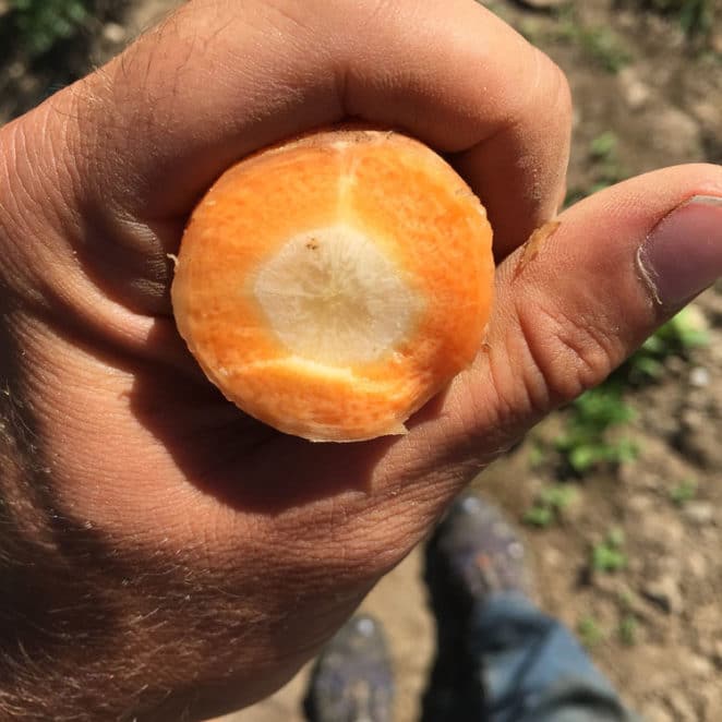 You can eat a carrot with a white center