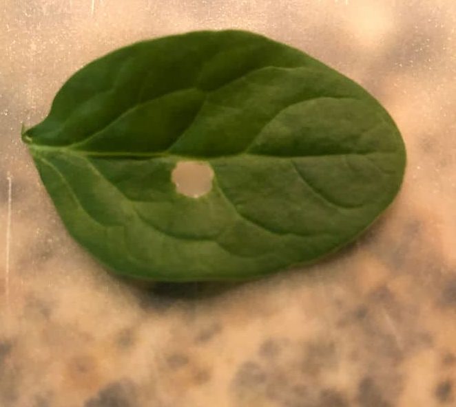 Spinach leaf with a window pane hole