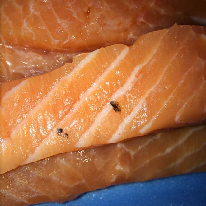 Even though it has scales on it, this salmon filet is still edible