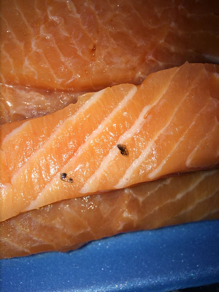 Black bits on salmon may just be harmless scales