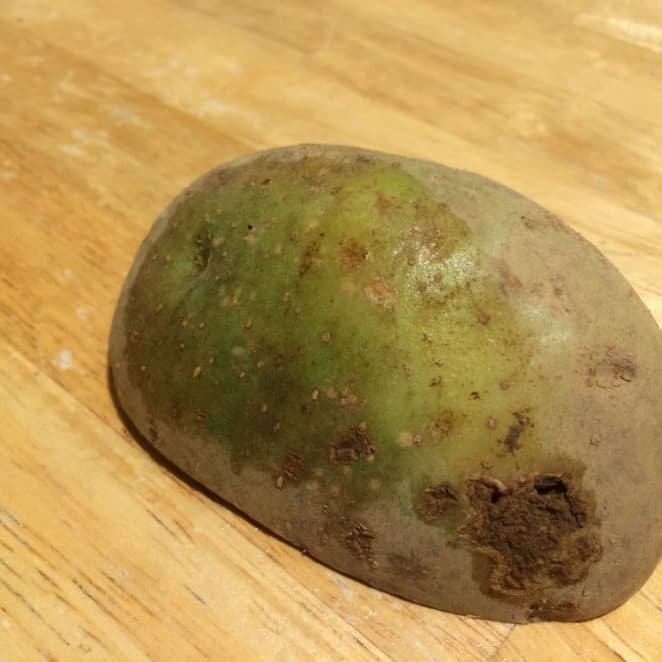 Can you eat green potatoes?