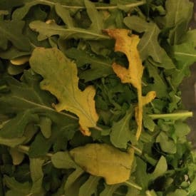 Yellow arugula is edible