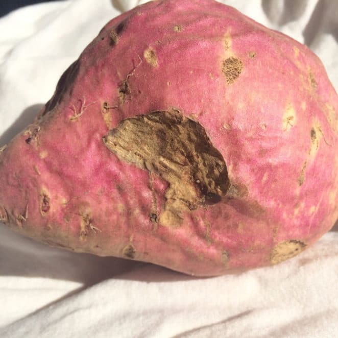 Sweet potato with scars and holes from grubs is still edible