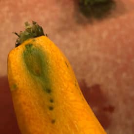 Green dots and lines that appeared when this carrot was peeled