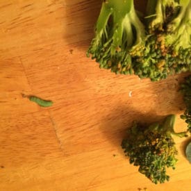 A green caterpillar in a broccoli head
