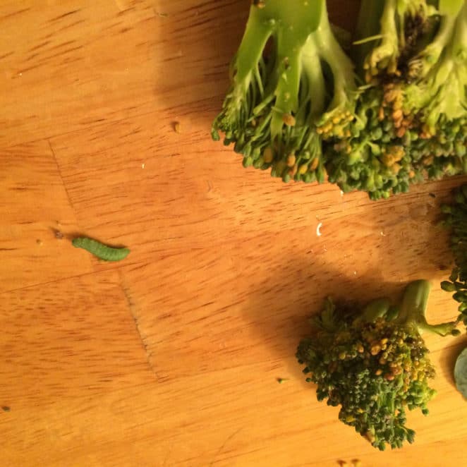 Green caterpillars hanging in the broccoli jungle