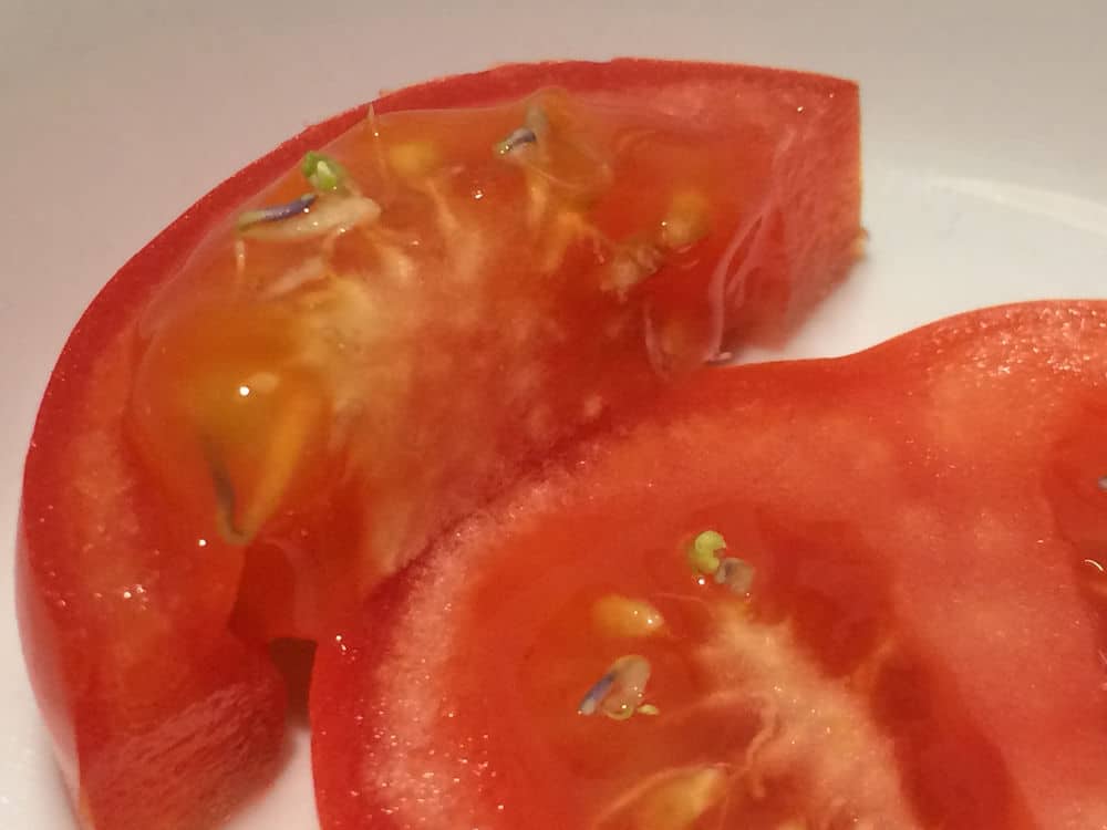 Sprouting or sprouted tomatoes are edible