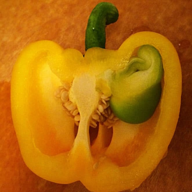 A pepper growing inside another pepper, like this, is edible.