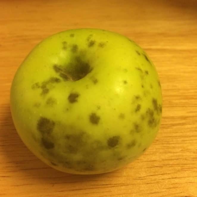 Apples with sooty blotch are OK to eat