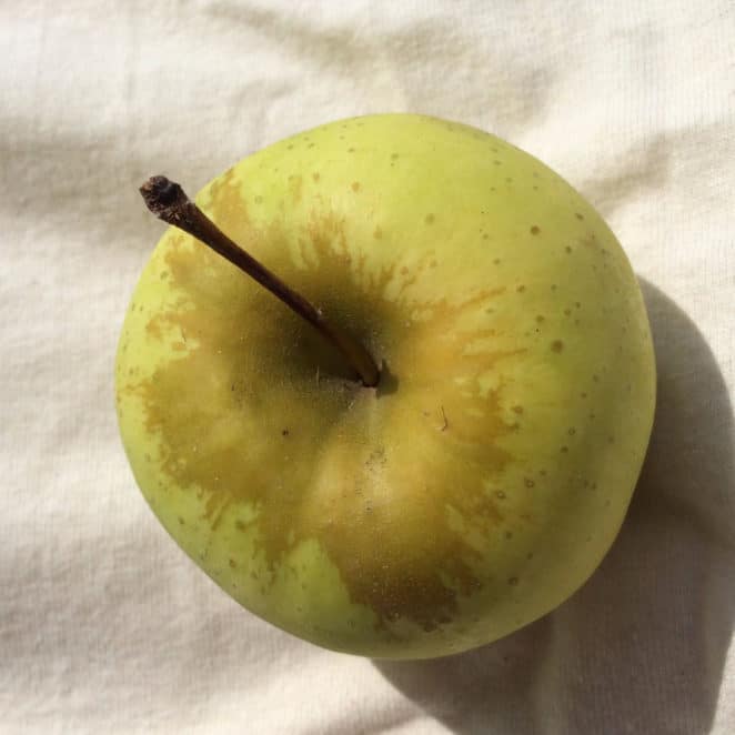 An apple with russetting, or brown, rough skin around its stem