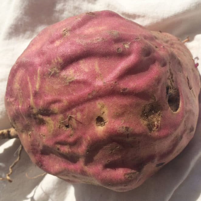 Sweet potato with lines that look like veins. It's OK to eat.