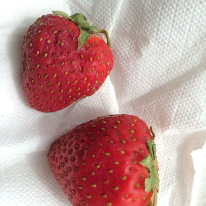 How to Tell if Strawberries Are Bad (with photos!) - This Healthy Table