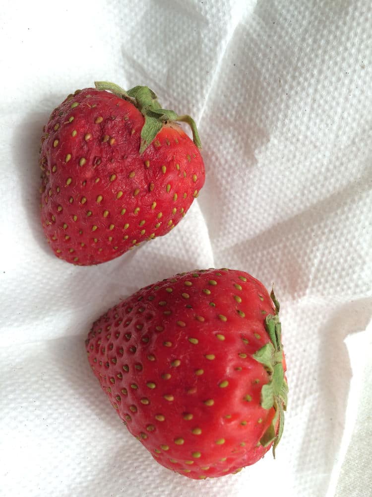 https://www.eatortoss.com/wp-content/uploads/2021/04/Soft-spots-on-strawberries.jpeg