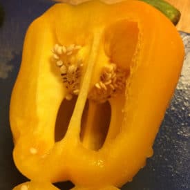 Pepper with dark and shriveled seeds is still edible