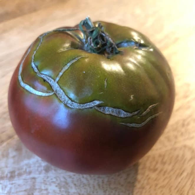 Tomato with concentric scarring is OK to eat