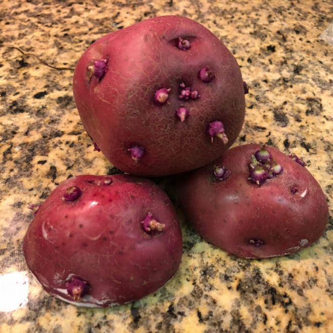 red potatoes with large sprouts, which aren't good to eat