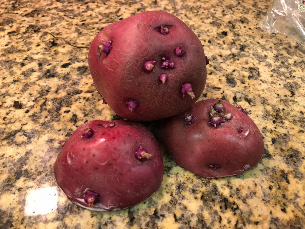 red potatoes with large sprouts, which aren't good to eat