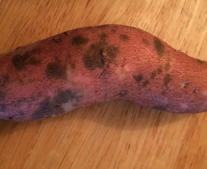 Sweet potatoes with spots that are still edible if peeled