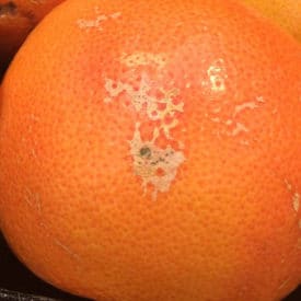 You can eat grapefruit like this with scarring on the peel