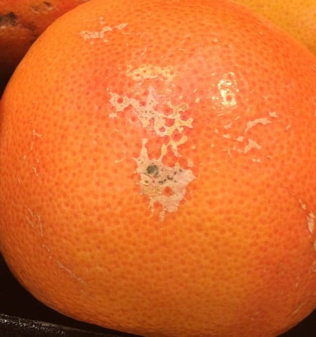 You can eat grapefruit like this with scarring on the peel