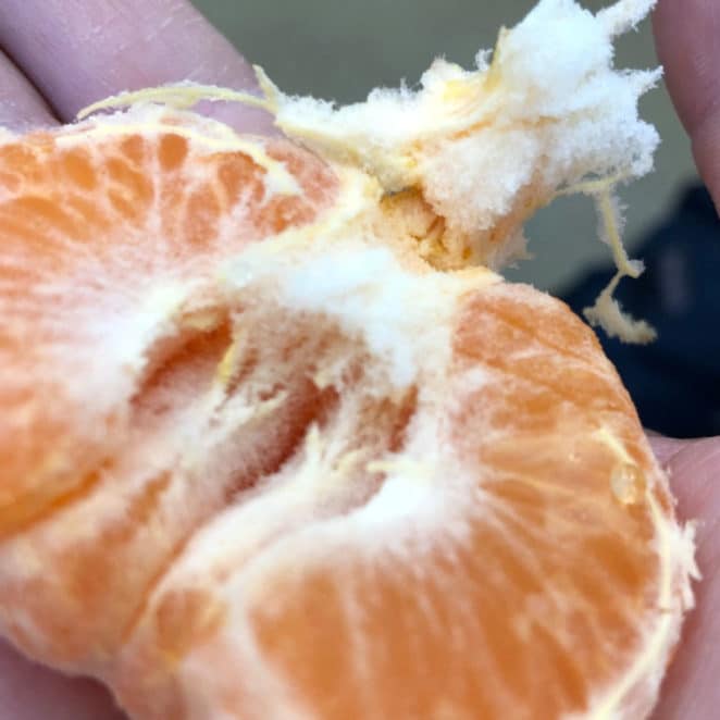 You can eat clementines with white fuzz like this, it isn't mold