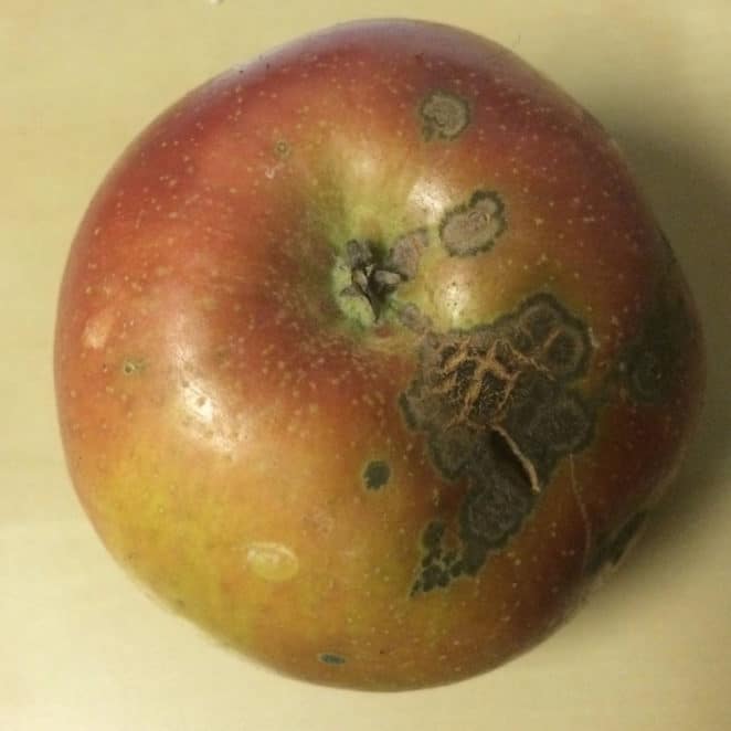 Apple scab apple is still edible