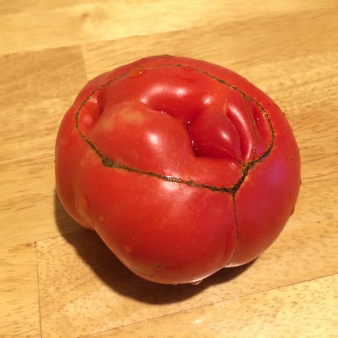 scarring on the bottom of an heirloom tomato. it's still OK to eat