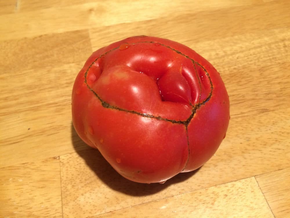 What's up with circular scars on the bottoms of some tomatoes?