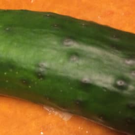 A normal, but bumpy cucumber