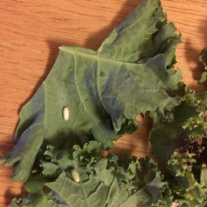 Oblong white pellet-shaped thing on kale is a cocoon