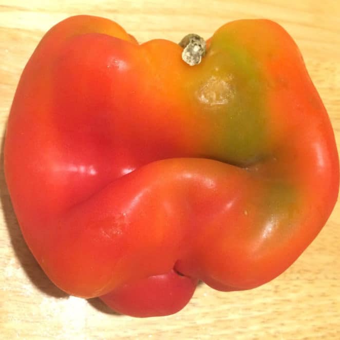"ugly" pepper