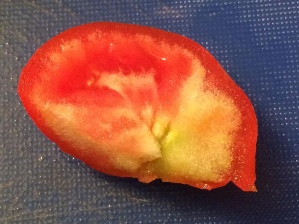 Why is the inside of my tomato white and hard