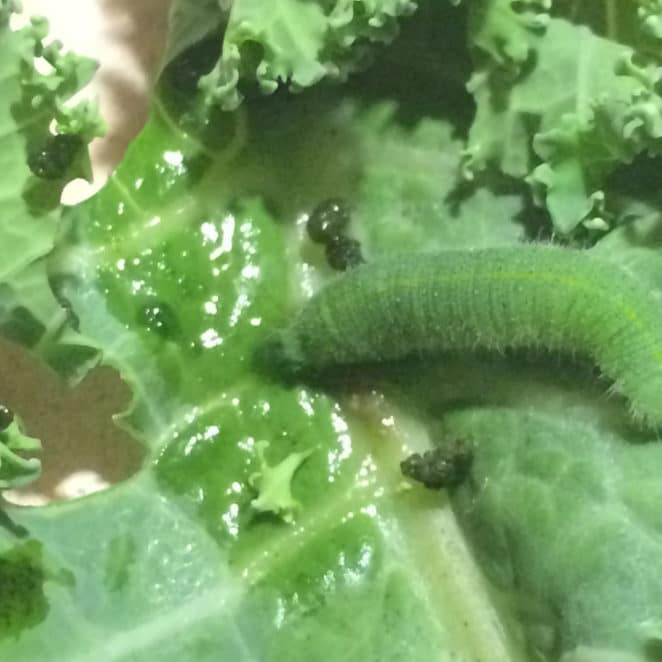Greenish dirt on kale is caterpillar droppings